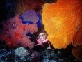 /album/photogallery/coral-bright-orange-jpg/